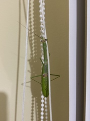 Stagmatoptera binotata