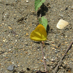 Phoebis