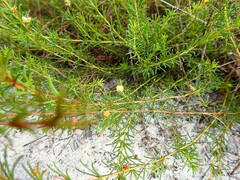 Acacia baueri baueri