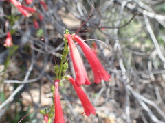 Penstemon eatonii