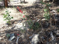 Penstemon eatonii