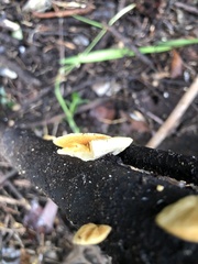 Crepidotus praecipuus