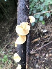 Crepidotus praecipuus