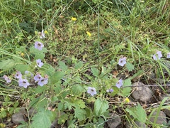 Phacelia bolanderi