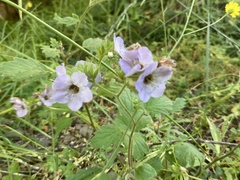 Phacelia bolanderi