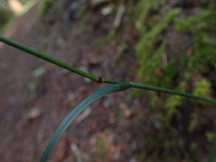Festuca subuliflora