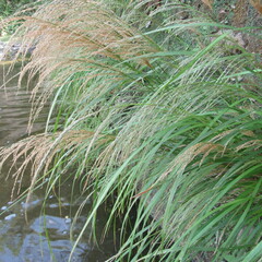 Poaceae