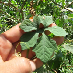 Momordica charantia