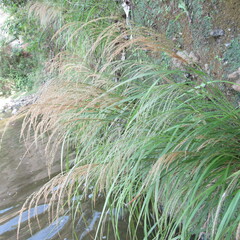 Poaceae