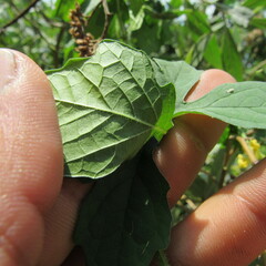 Momordica charantia