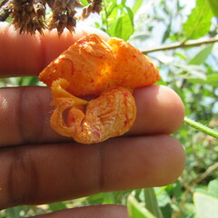 Momordica charantia