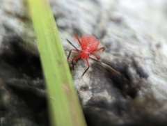 Coccobaphes frontifer