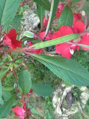 Hippotion boerhaviae