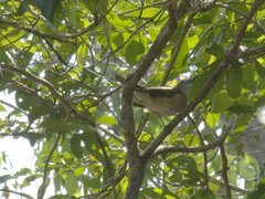 Colluricincla megarhyncha