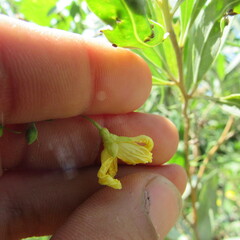 Momordica charantia