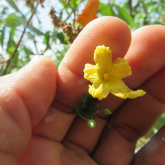 Momordica charantia