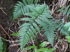 Polystichum neozelandicum neozelandicum