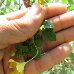 Momordica charantia