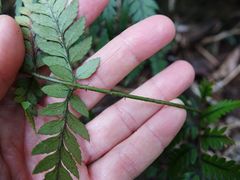 Polystichum neozelandicum neozelandicum