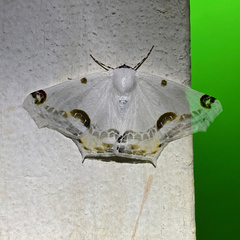 Sericoptera mahometaria