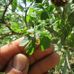 Momordica charantia