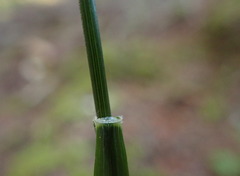 Festuca subuliflora