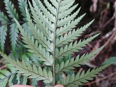 Polystichum neozelandicum neozelandicum