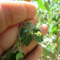Momordica charantia