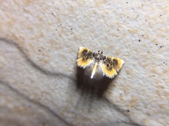 Thysanoidma octalis