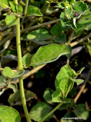 Magnoliopsida