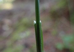 Festuca subuliflora