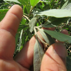 Asteraceae