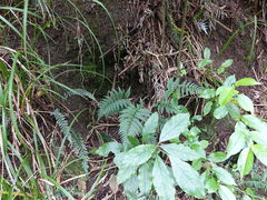 Polystichum neozelandicum neozelandicum
