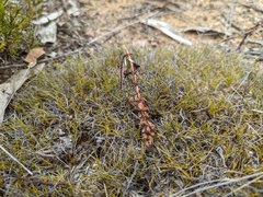 Schoenus breviculmis