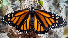 Danaus plexippus plexippus