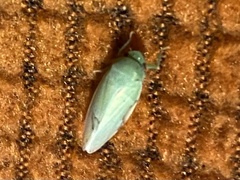 Gyponana angulata