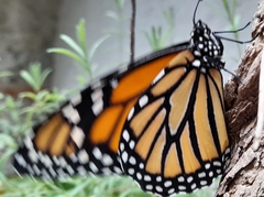 Danaus plexippus plexippus