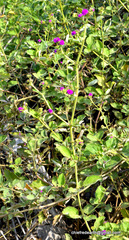 Magnoliopsida