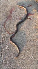 Elaphe quatuorlineata