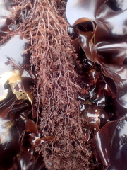 Odonthalia floccosa