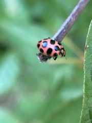 Coleomegilla maculata lengi
