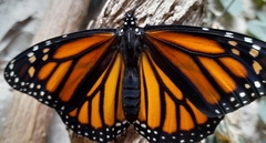Danaus plexippus plexippus