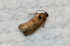 Ecdytolopha mana