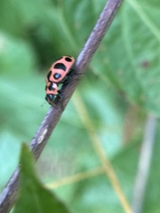 Coleomegilla maculata lengi