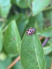 Coleomegilla maculata lengi