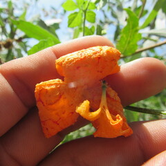 Momordica charantia