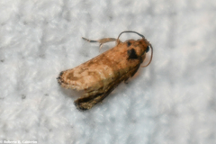 Ecdytolopha mana