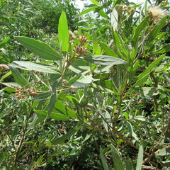 Asteraceae