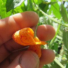 Momordica charantia