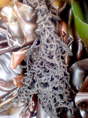 Callithamnion pikeanum